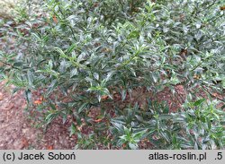 Ilex aquifolium Myrtifolia