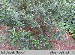 Ilex aquifolium Myrtifolia