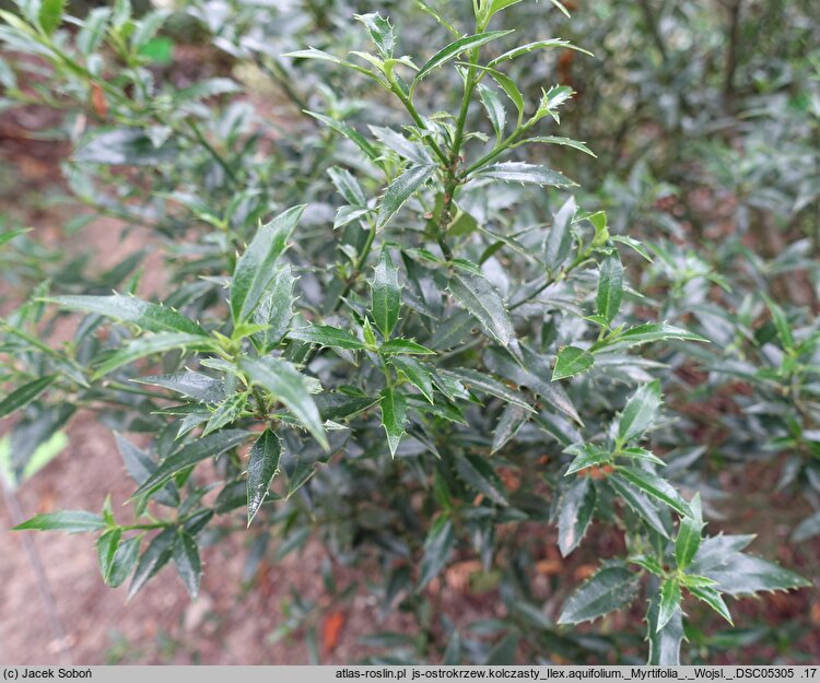 Ilex aquifolium Myrtifolia