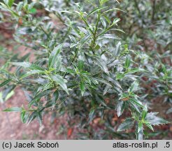 Ilex aquifolium Myrtifolia