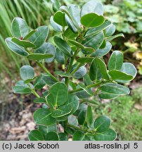 Ilex perado (ostrokrzew makaronezyjski)