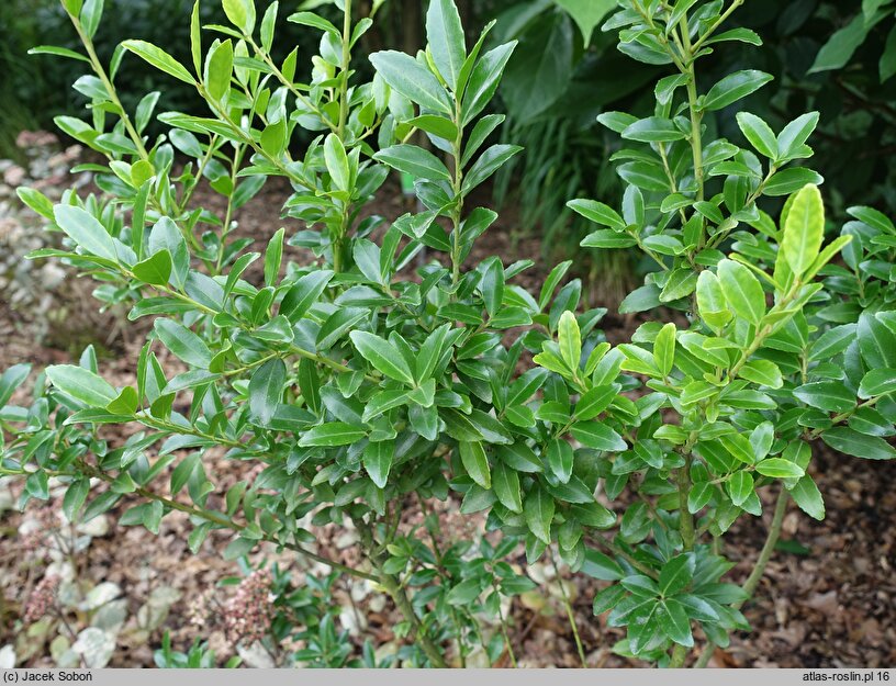 Ilex maximowicziana (ostrokrzew Maksymowicza)