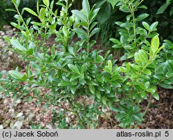 Ilex maximowicziana (ostrokrzew Maksymowicza)