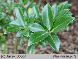 Ilex maximowicziana (ostrokrzew Maksymowicza)