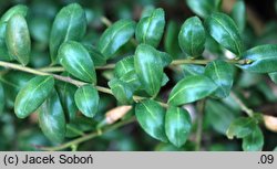 Ilex crenata Convexa