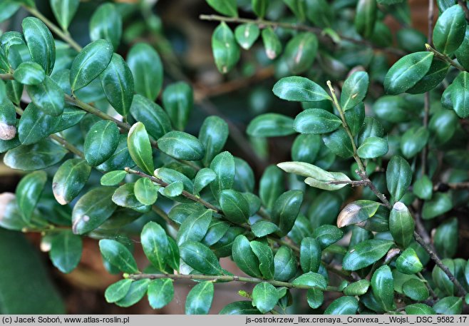 Ilex crenata Convexa