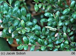 Ilex crenata Convexa