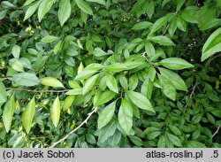 Ilex decidua