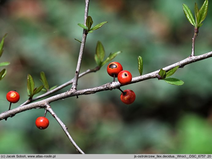 Ilex decidua