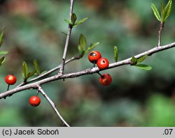 Ilex decidua