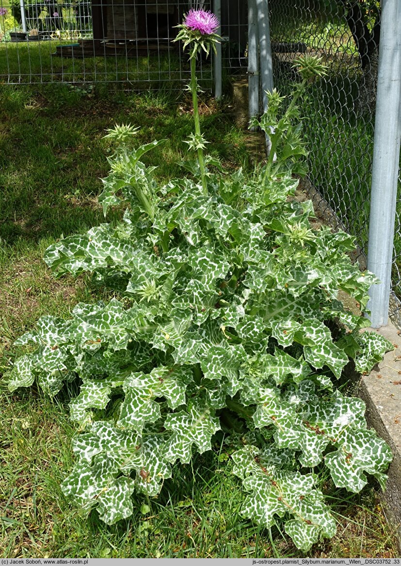 Silybum marianum (ostropest plamisty)