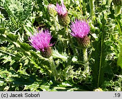 Cirsium acaule (ostrożeń krótkołodygowy)