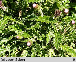 Cirsium acaule (ostrożeń krótkołodygowy)