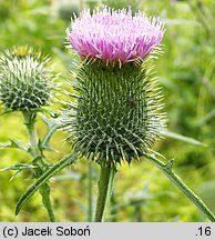 Cirsium vulgare (ostrożeń lancetowaty)