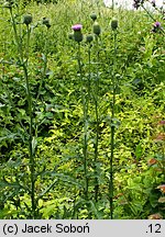 Cirsium vulgare (ostrożeń lancetowaty)