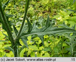 Cirsium vulgare (ostrożeń lancetowaty)