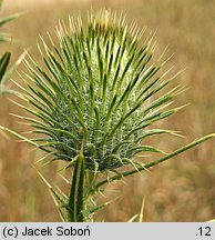 Cirsium vulgare (ostrożeń lancetowaty)