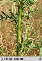 Cirsium vulgare (ostrożeń lancetowaty)