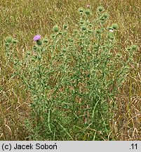 Cirsium vulgare (ostrożeń lancetowaty)