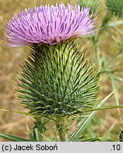 Cirsium vulgare (ostrożeń lancetowaty)