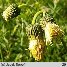 Cirsium erisithales