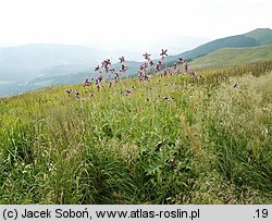 Cirsium waldsteinii