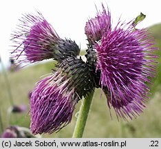 Cirsium waldsteinii