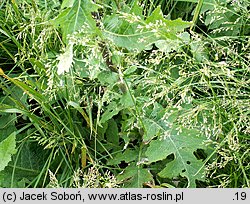 Cirsium waldsteinii