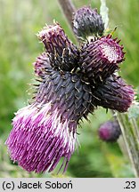 Cirsium waldsteinii