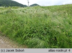 Cirsium ×erucagineum