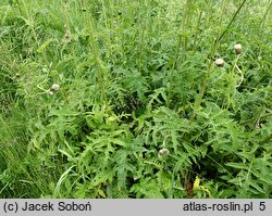 Cirsium ×erucagineum