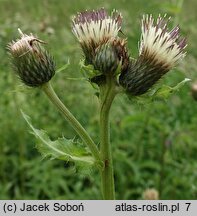 Cirsium ×erucagineum