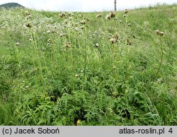 Cirsium ×erucagineum