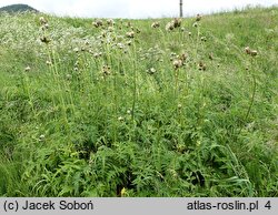 Cirsium ×erucagineum