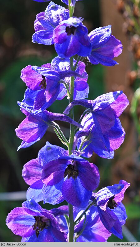 Delphinium ×cultorum Black Knight