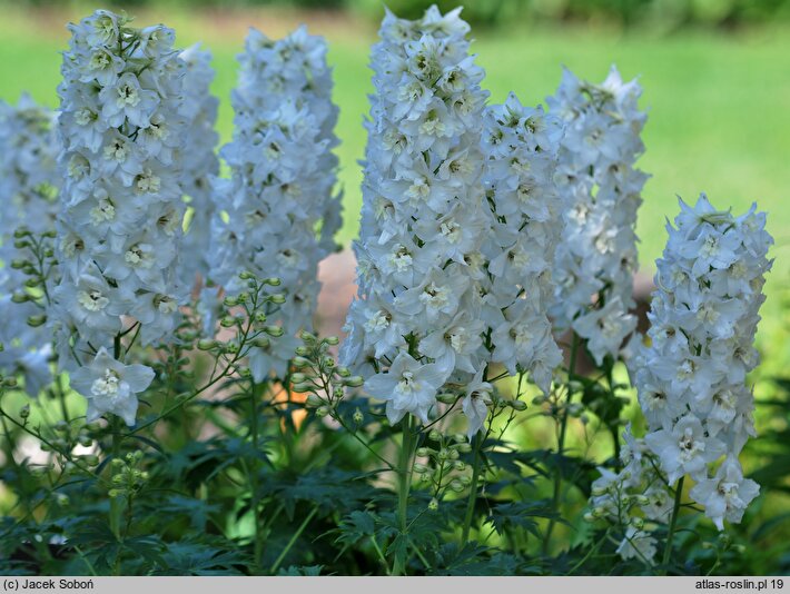 Delphinium ×cultorum Galahad