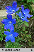 Delphinium grandiflorum (ostróżka wielkokwiatowa)