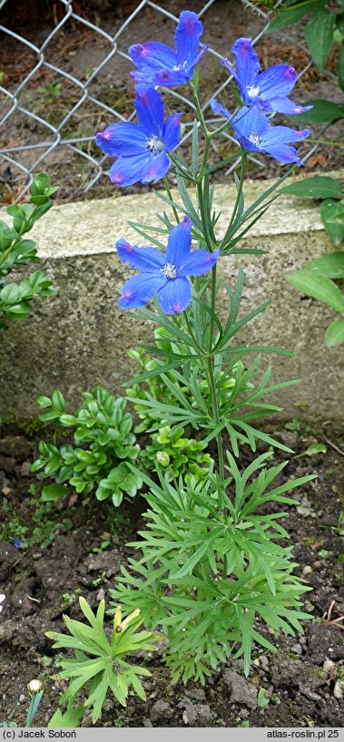 Delphinium grandiflorum (ostróżka wielkokwiatowa)