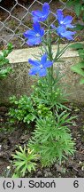 Delphinium grandiflorum (ostróżka wielkokwiatowa)