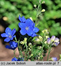 Delphinium grandiflorum (ostróżka wielkokwiatowa)