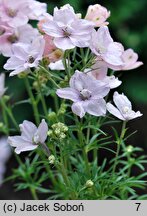 Delphinium grandiflorum (ostróżka wielkokwiatowa)