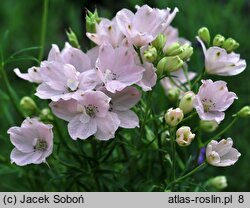 Delphinium grandiflorum (ostróżka wielkokwiatowa)