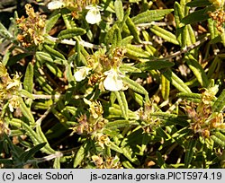 Teucrium montanum (ożanki górskiej)