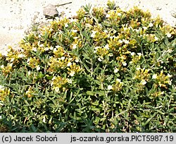 Teucrium montanum (ożanki górskiej)