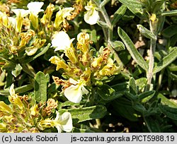 Teucrium montanum (ożanki górskiej)