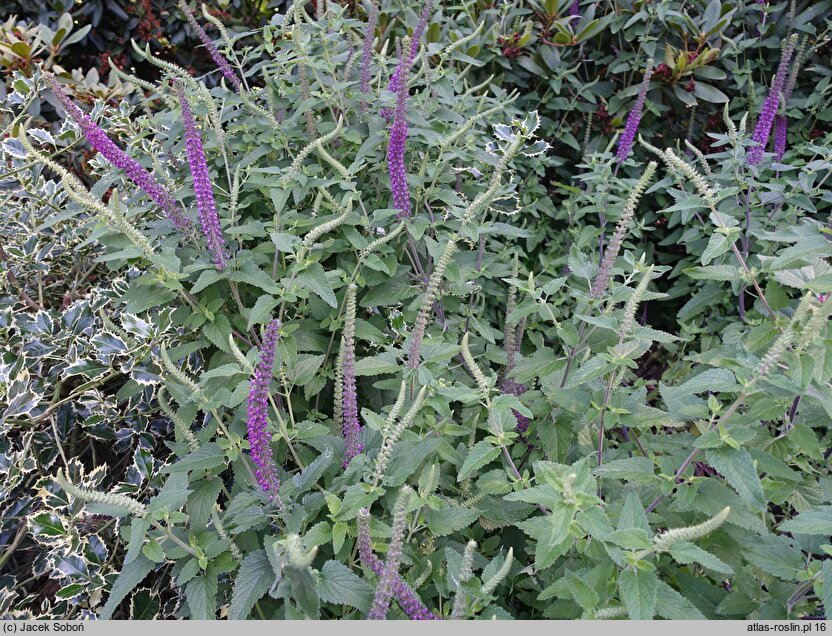 Teucrium hircanicum (ożanka kaspijska)