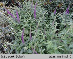 Teucrium hircanicum (ożanka kaspijska)