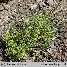 Teucrium marum