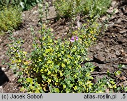 Teucrium marum