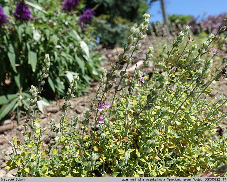 Teucrium marum